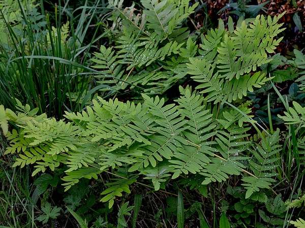 Frond