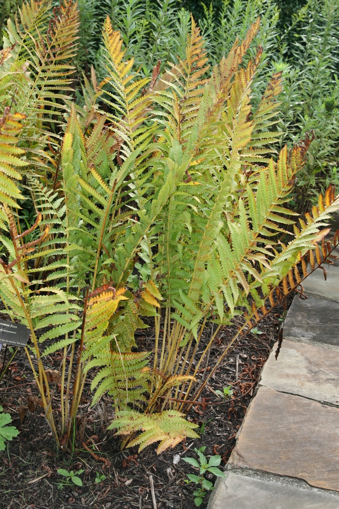 erect fronds
