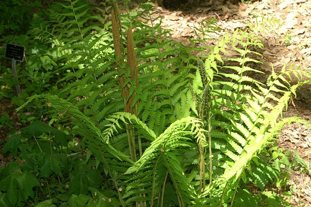 Form