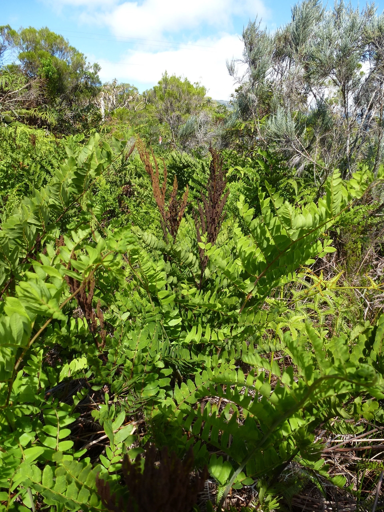 Form