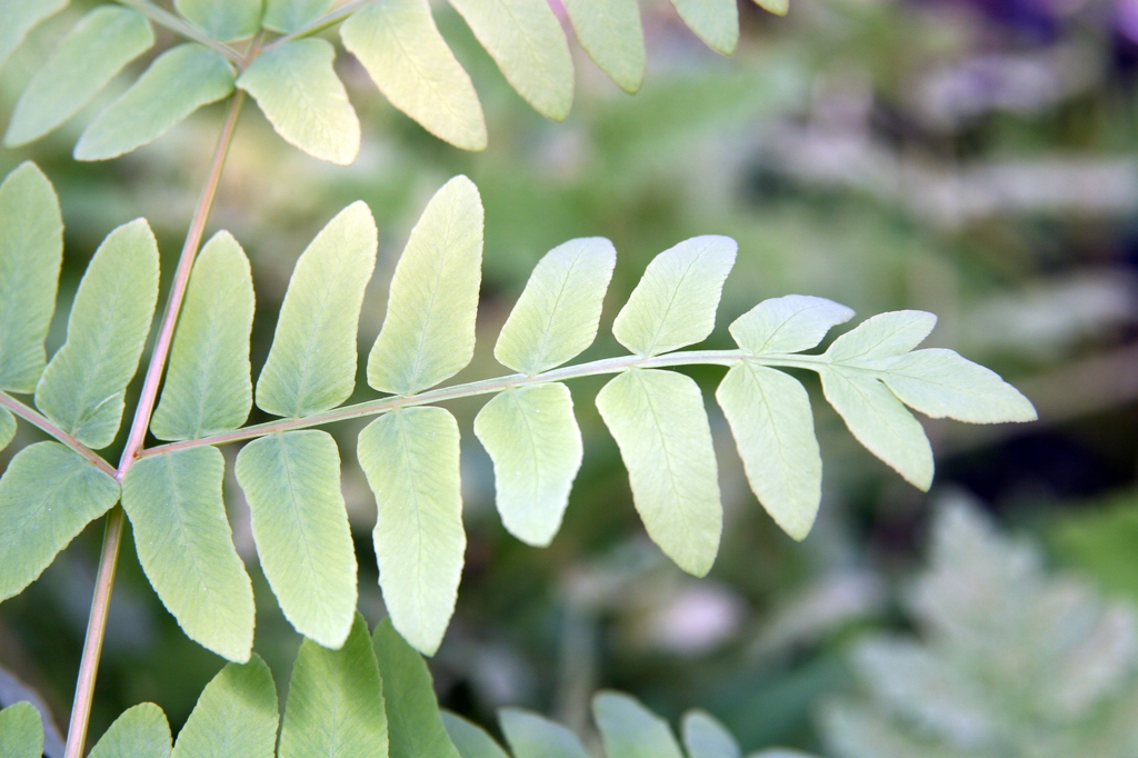 Osmunda regalis