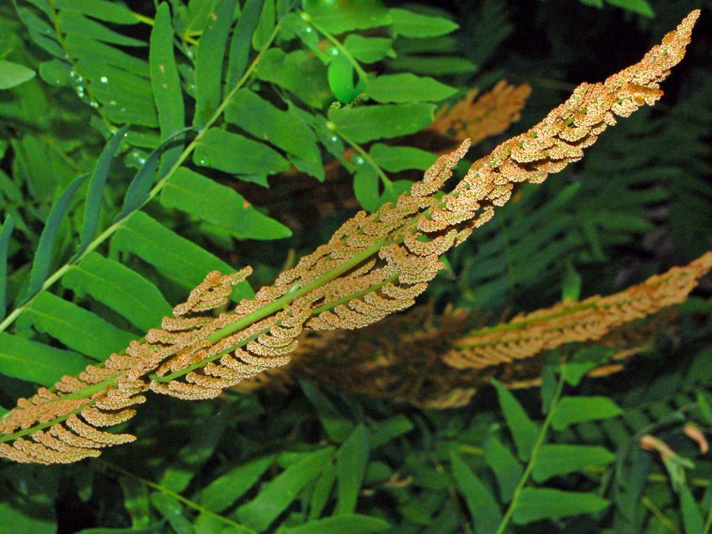 Osmunda regalis