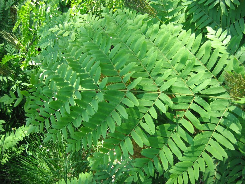 Leaves