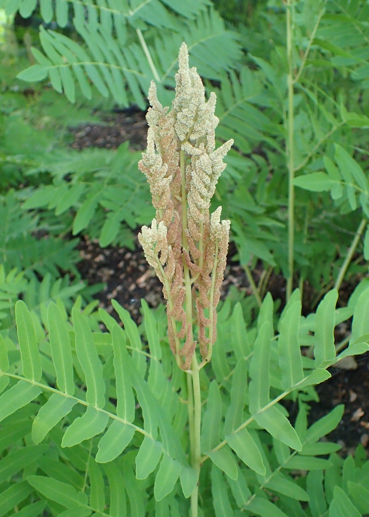 Form