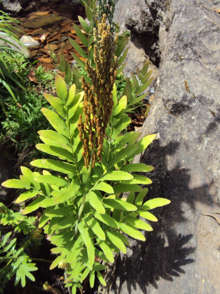 Osmunda regalis