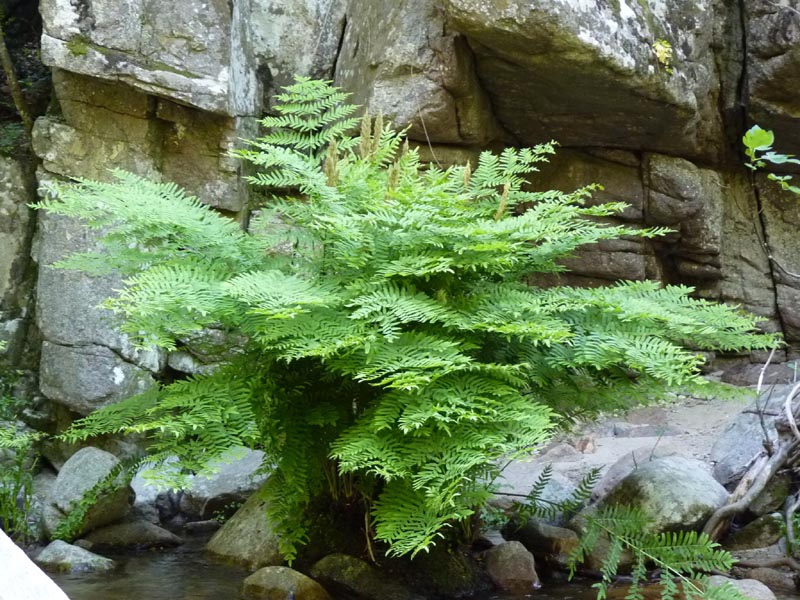 Form