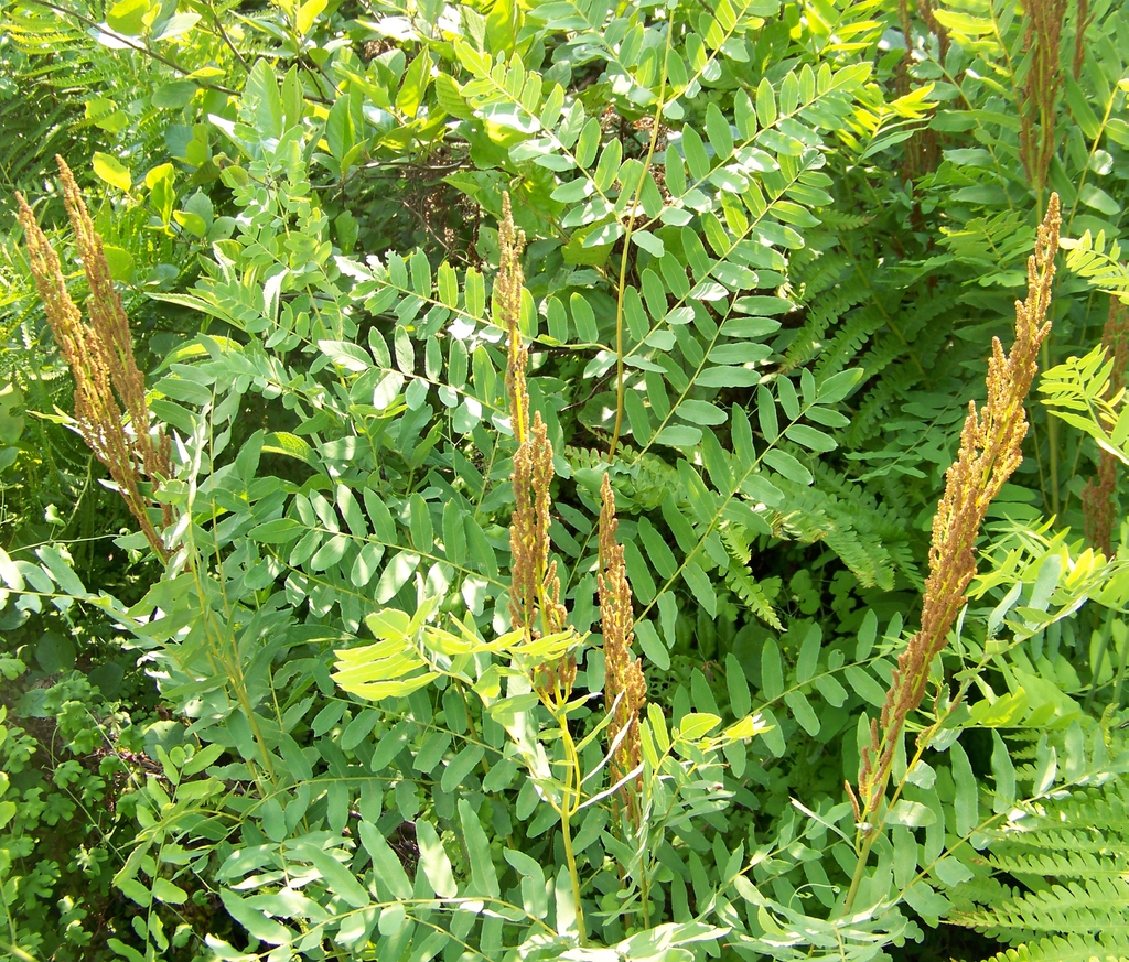 Osmunda spectabilis