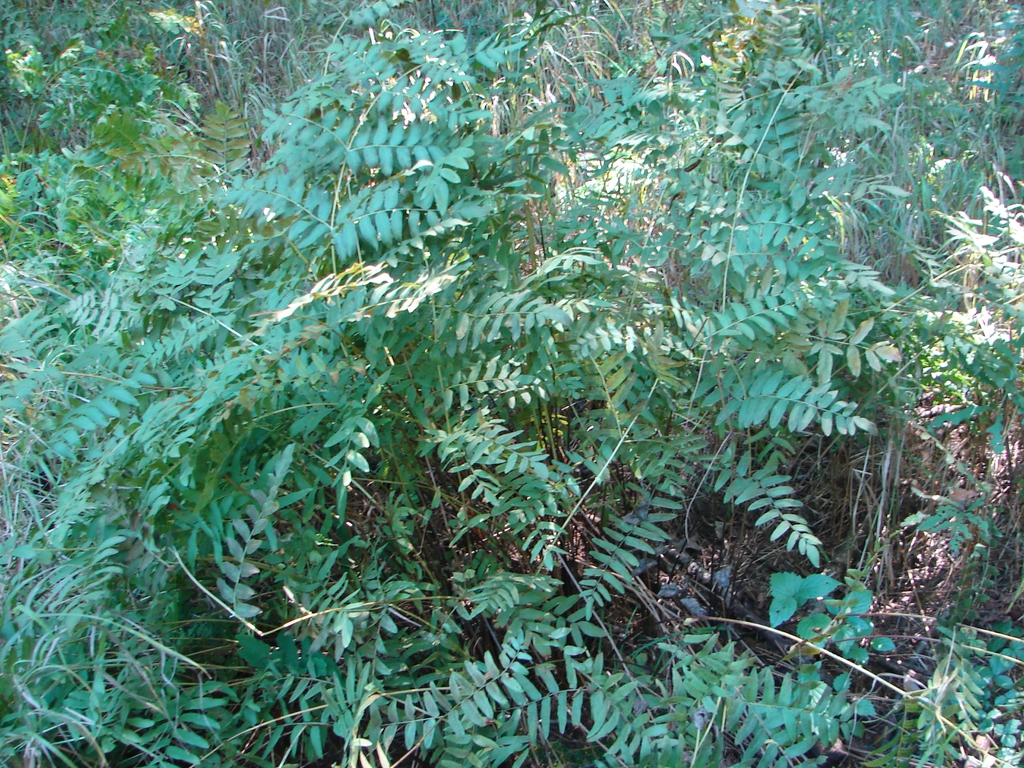 Osmunda spectabilis