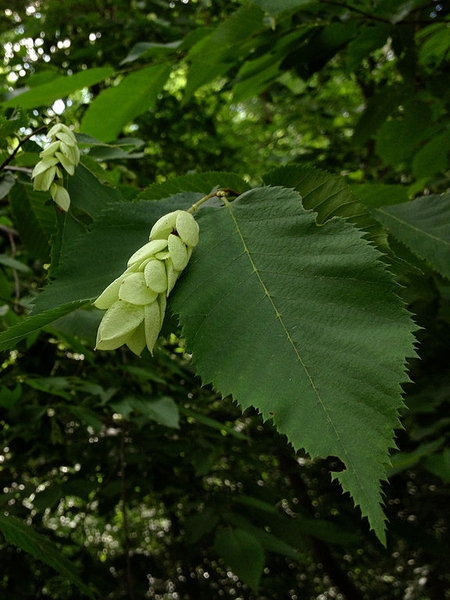 Ostrya virginiana