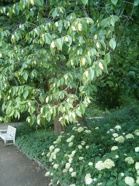Ostrya virginiana