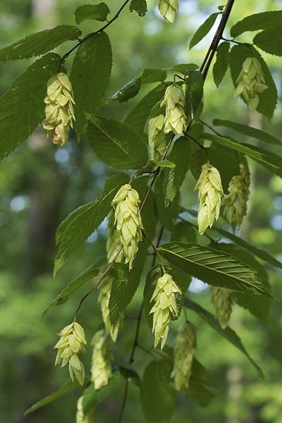 Ostrya virginiana