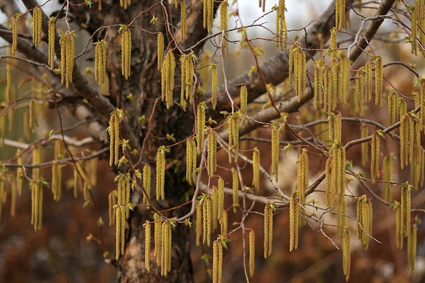 Ostrya virginiana