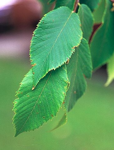 Ostrya virginiana