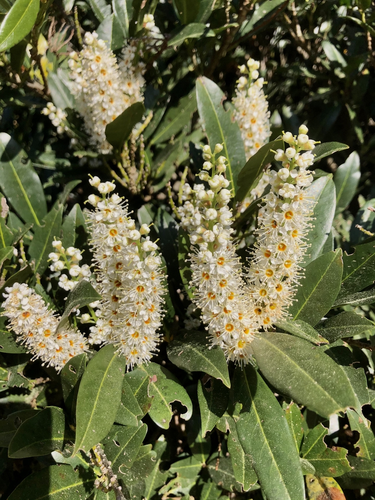 Erect racemes of white flowers held above glossy foliage.