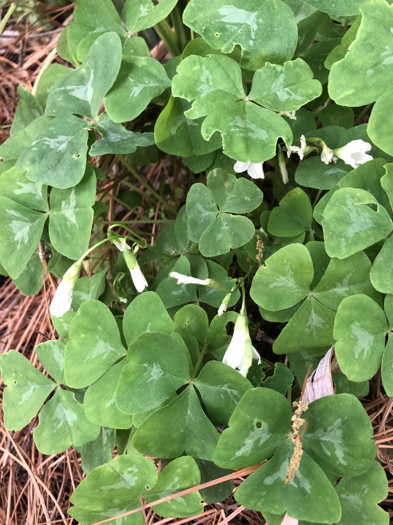 Ternate leaves; leaflets with silvery blotch in center.