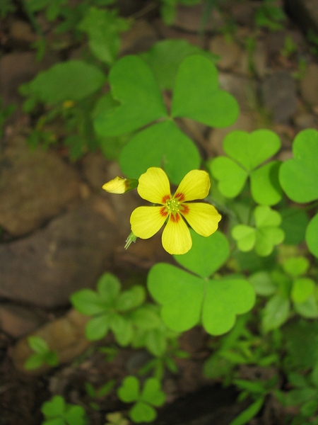 Oxalis grandis