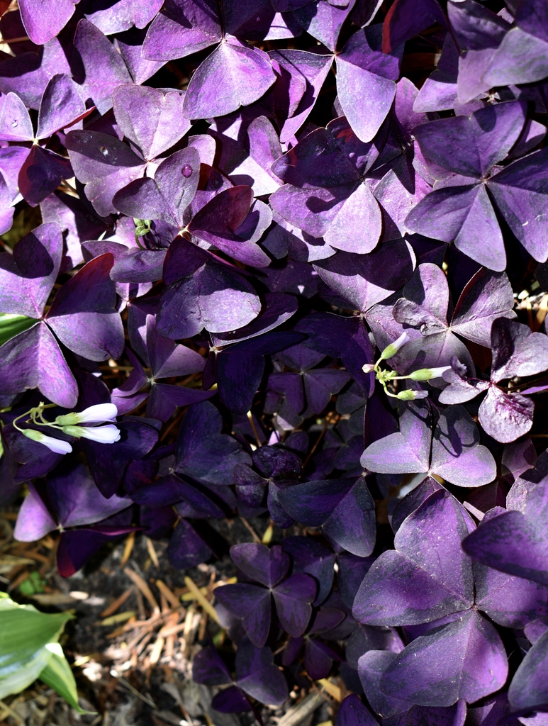 A plant with richly colored, purple leaves.