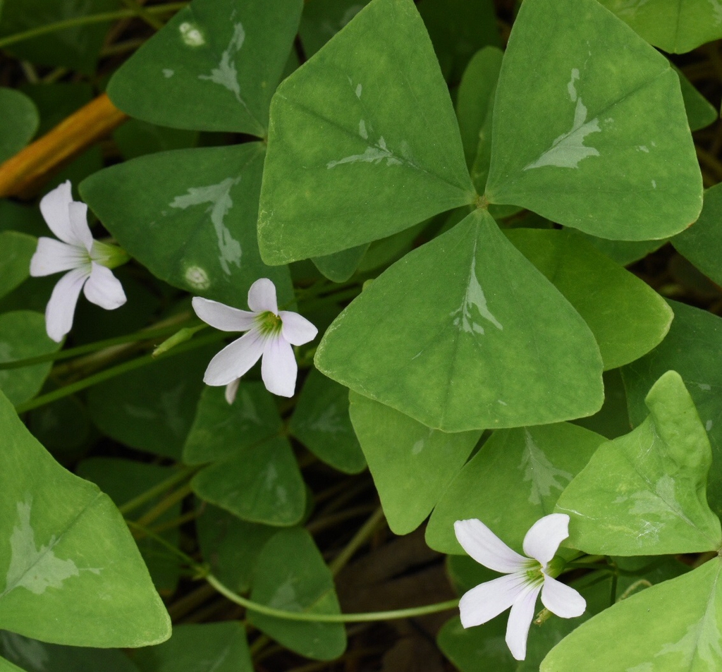 A trifoliolate leaf and small, white, 5-petal flowers.