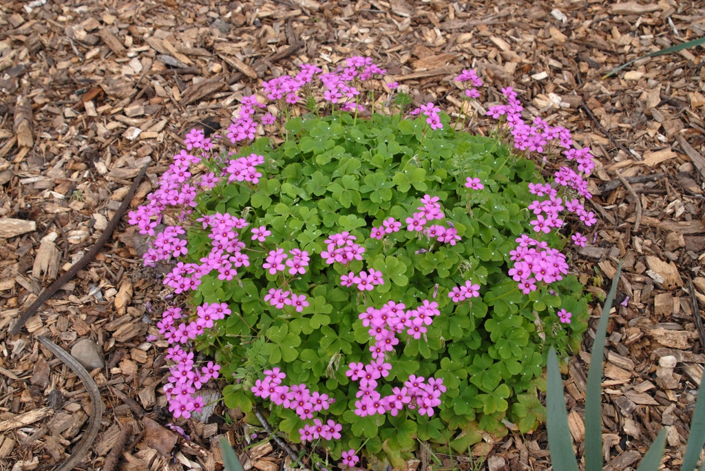 Oxalis articulata