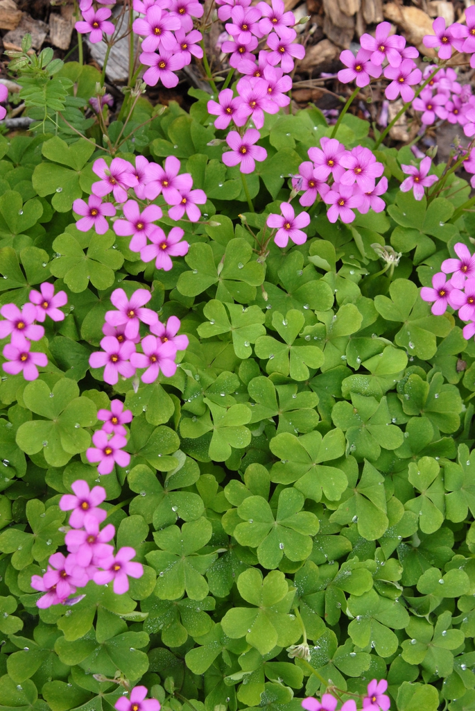 Oxalis articulata