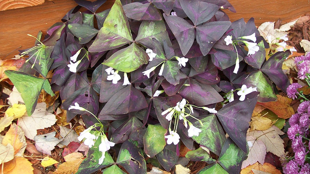 Plants with some purple & some green leaves. Flowers white.