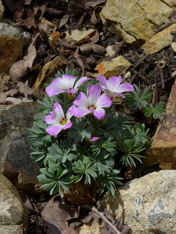 Pink flowers and palmately compound leaves.