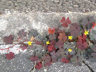 Oxalis corniculata Creeping-Woodsorrel