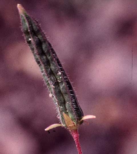 Oxalis corniculata L.