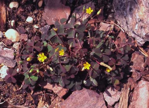 Oxalis corniculata L.