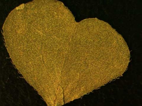 Oxalis corniculata L.