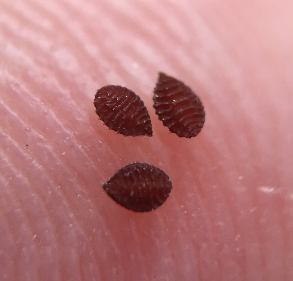 3 ribbed seeds resting on the end of a finger.