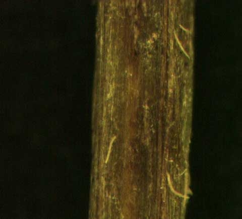 Oxalis corniculata L.