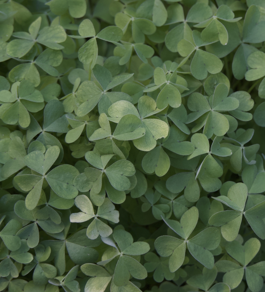 clover like leaves