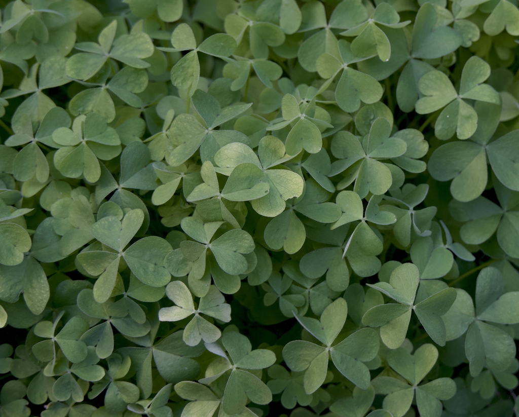 clover like leaves