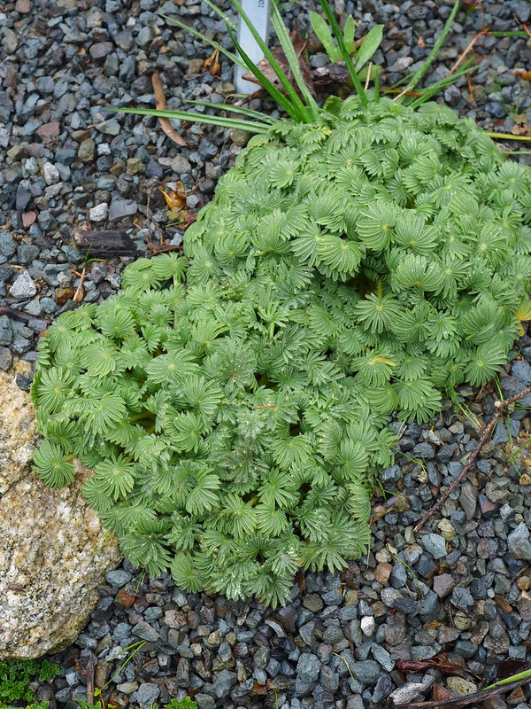 Clump of many palmately compound leaves.