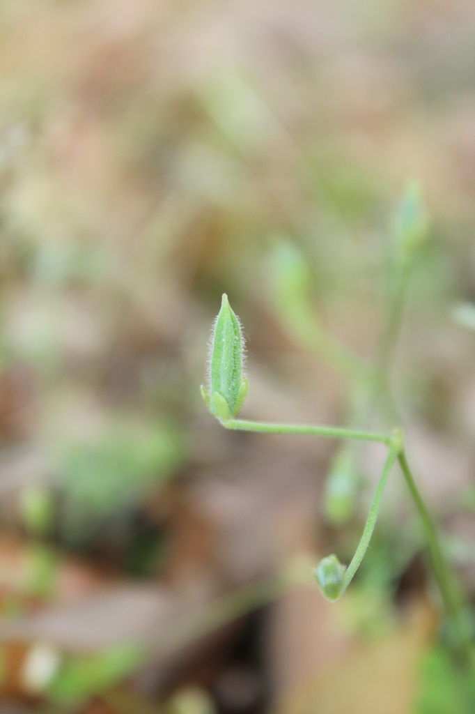 Seedpod