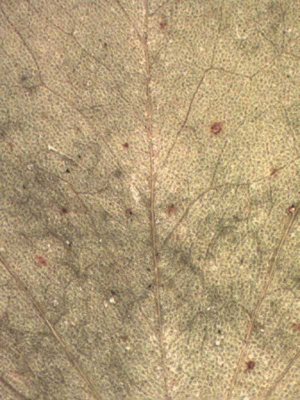 Oxalis stricta abaxial leaflet surface
