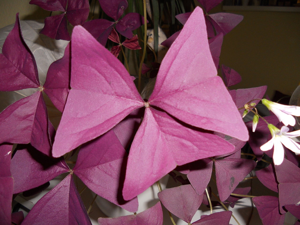 Close-up on a single, trifoliolate leaf. It is purple.