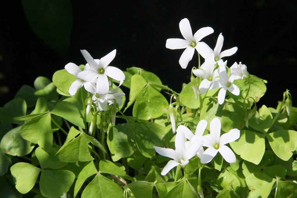 Green trifoliolate leaves & showy white flowers.