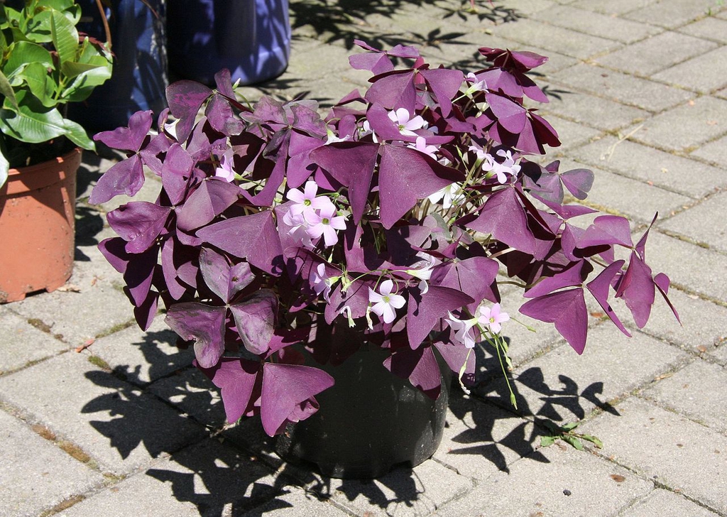 Potted specimen on a patio. Leaves are purple.