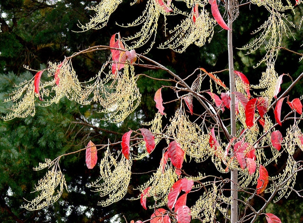 Oxydendrum arboreum