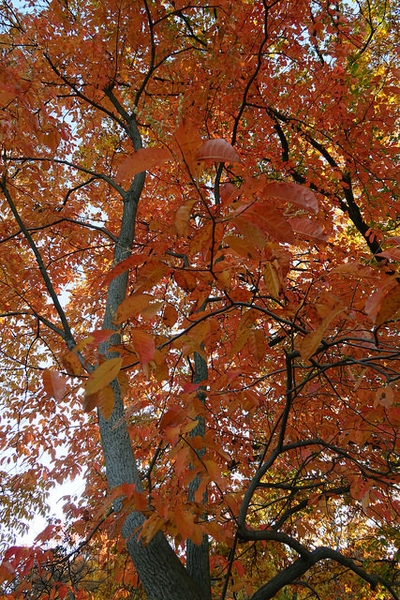 Oxydendrum arboreum