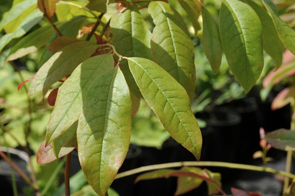 Oxydendrum arboreum