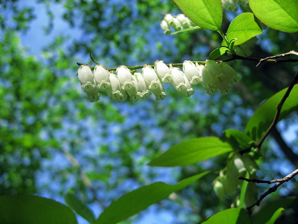 Oxydendrum arboreum