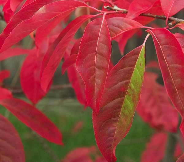 Oxydendrum arboreum showing red leaves of autumn.