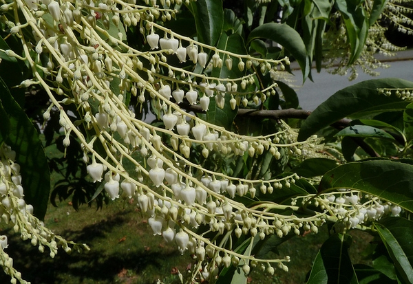 Oxydendrum arboreum