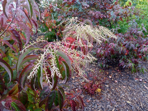Oxydendrum arboreum