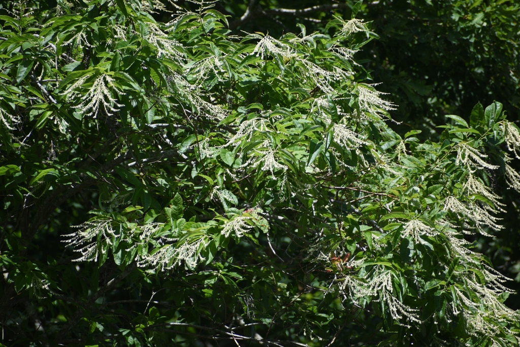 Flowers - June 27 - Warren Co., NC