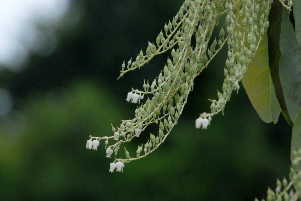 Oxydendrum arboreum