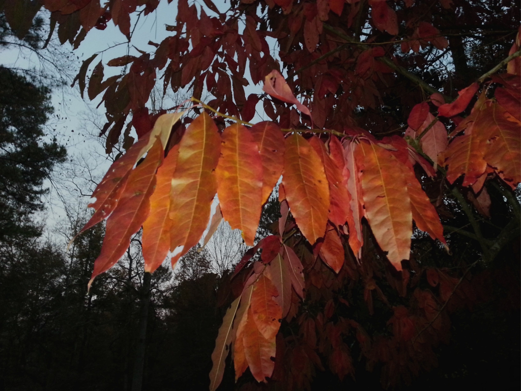 Oxydendrum arboreum